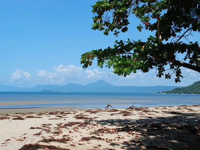 Shade tree leaning over the sand at Wonga Beach