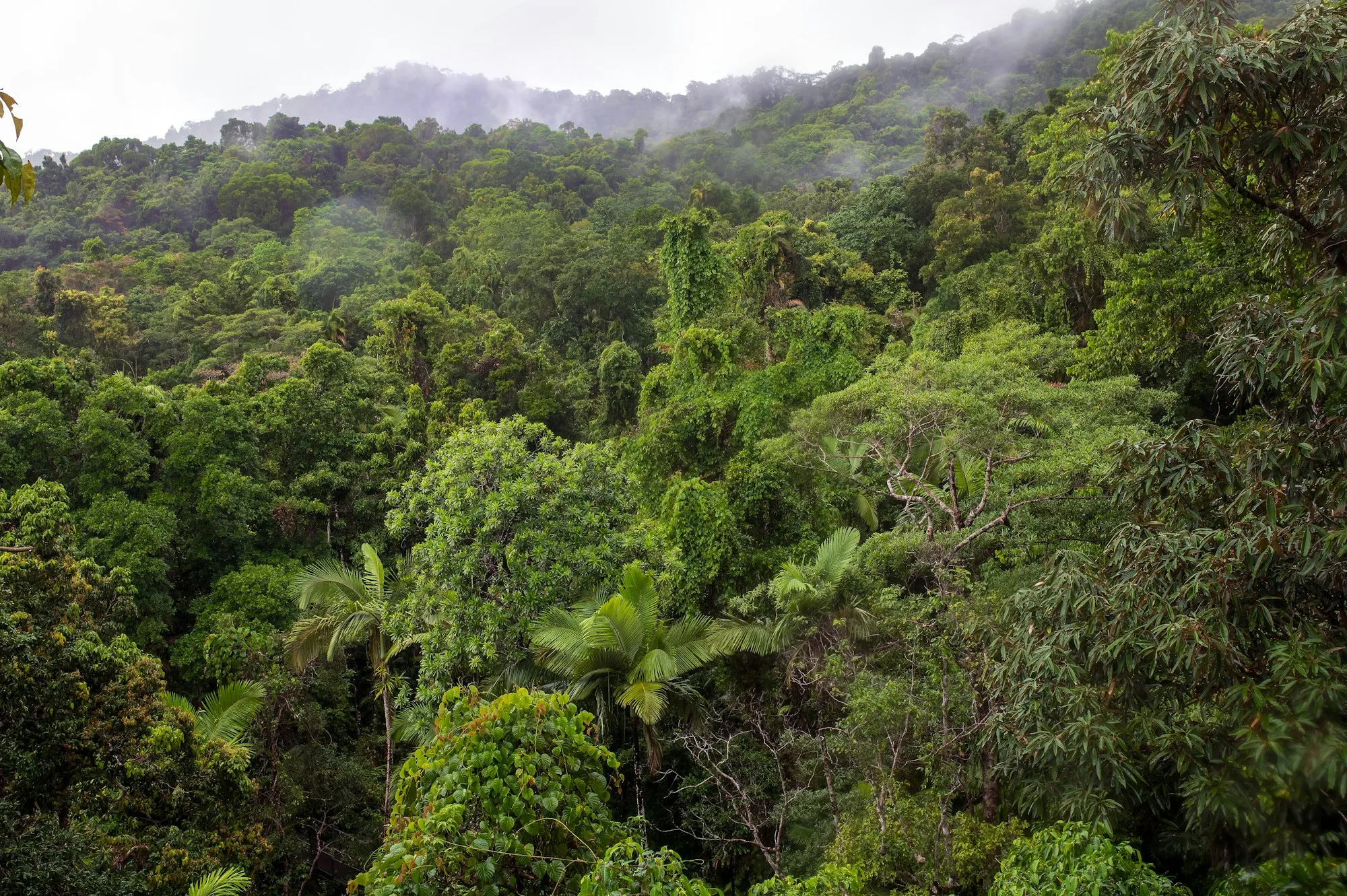Misty Daintree rainforest canopy seen from above