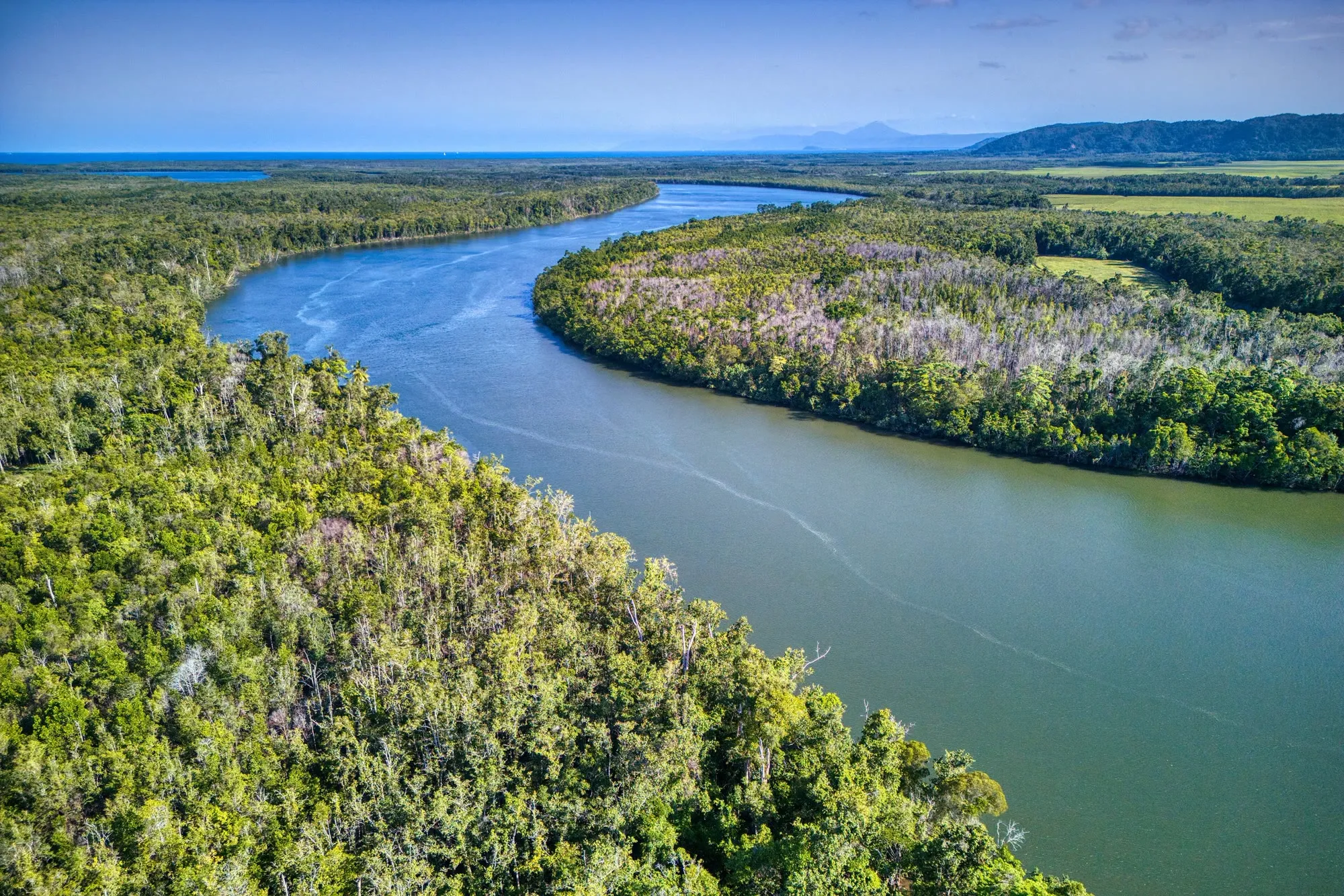 The Daintree River winding through mangroves