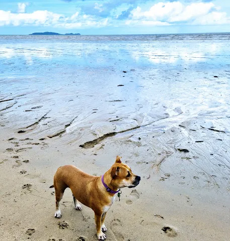 A happy dog on the sand at low tide
