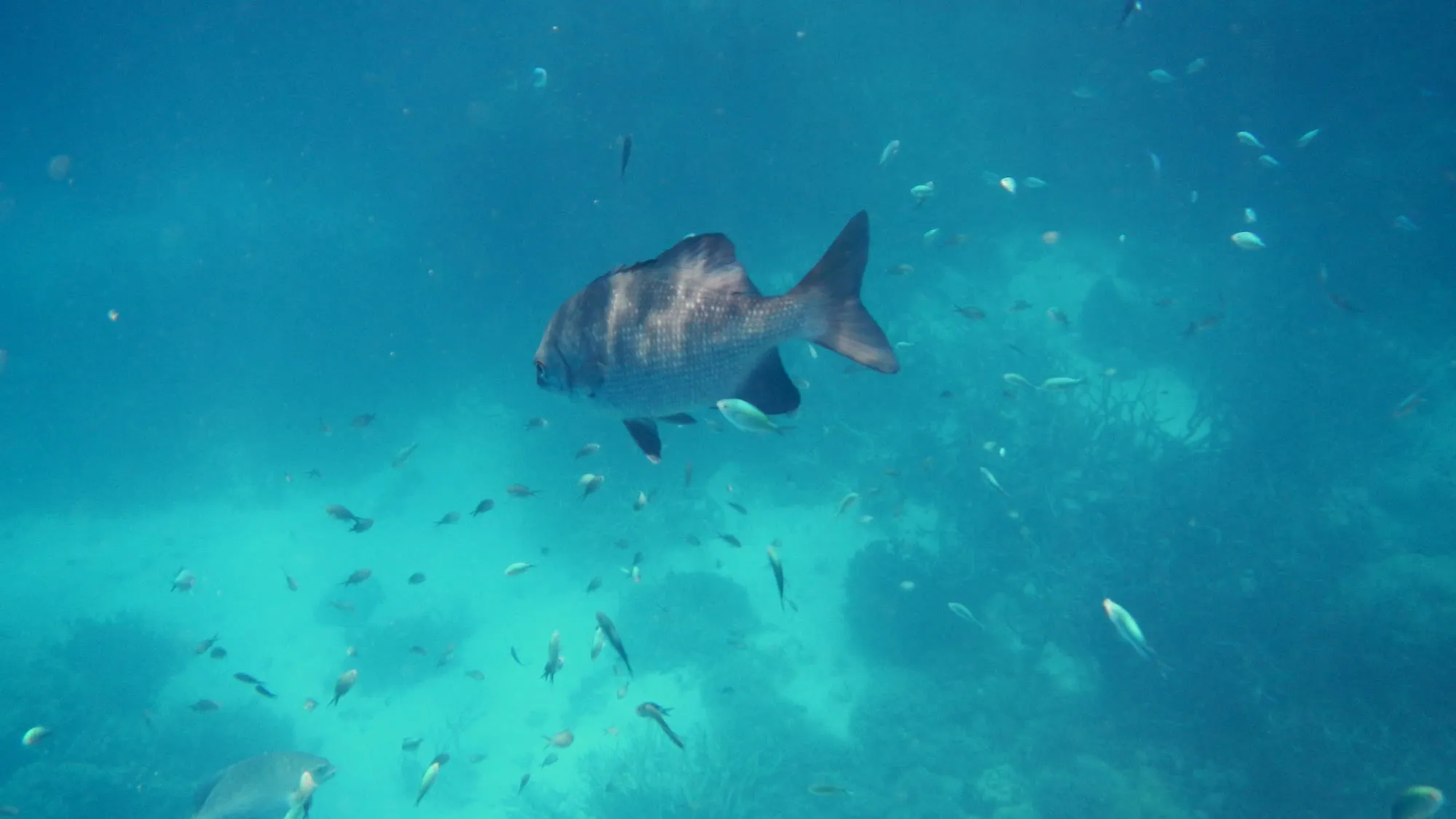 Coral gardens on the outer Great Barrier Reef