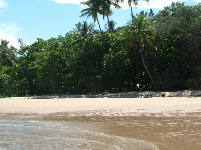 Rainforest meeting the sand at Wonga Beach