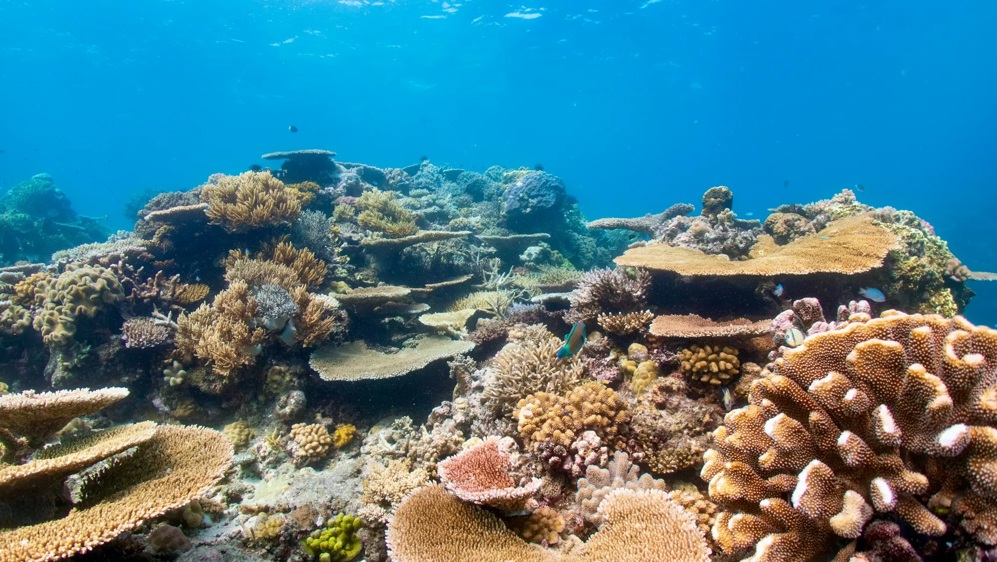A fish swimming over coral in clear blue water