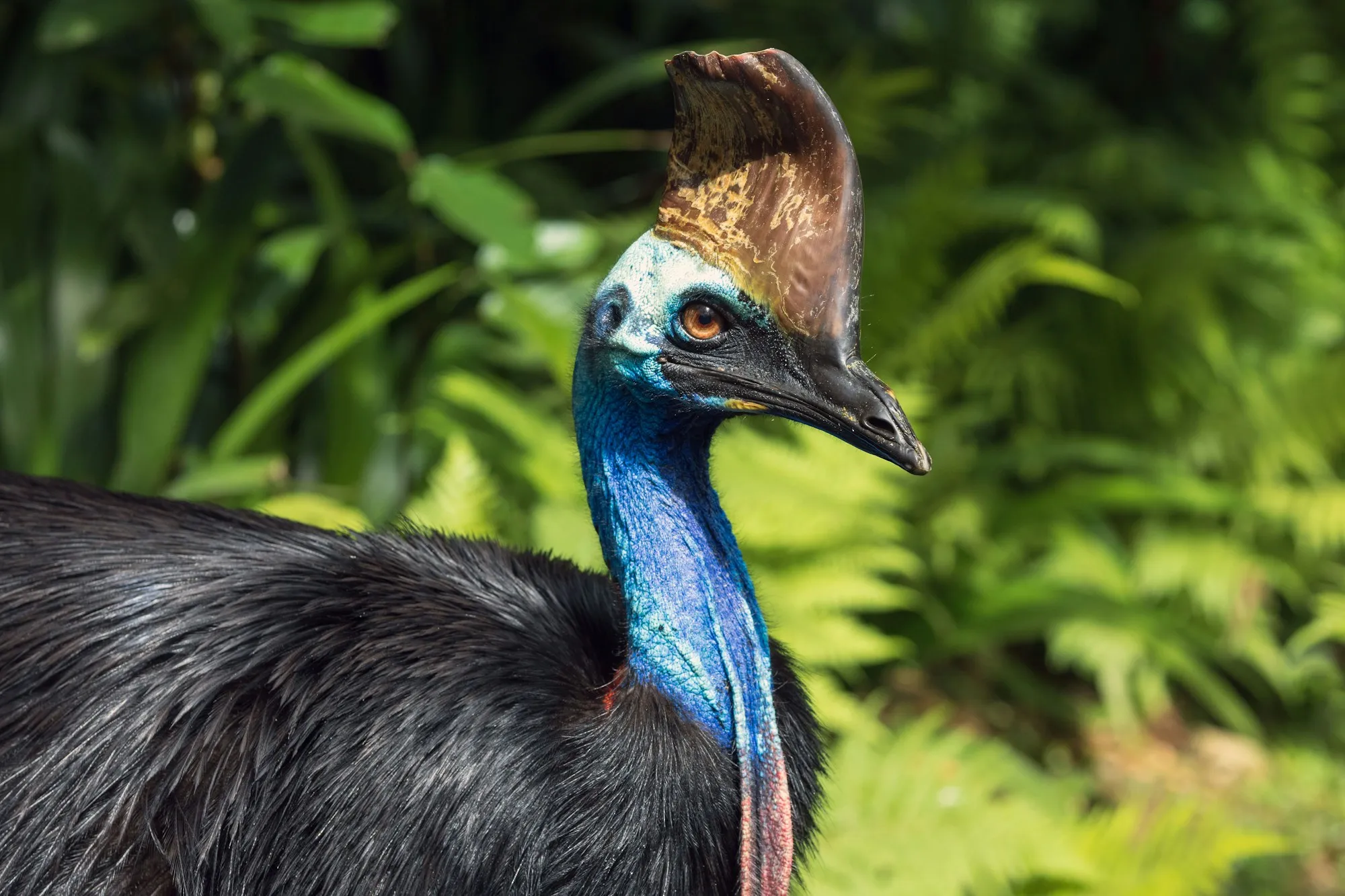 A southern cassowary